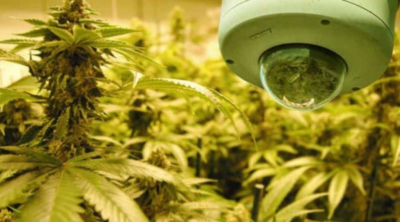 cannabis security plan