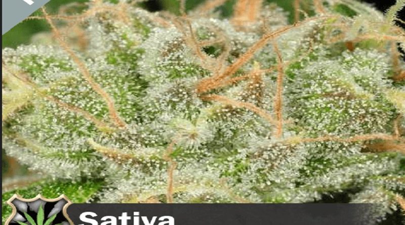 sativa seeds