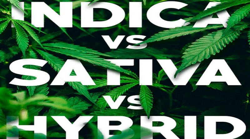 indica vs sativa vs hybrid