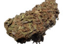 harlequin strain near me