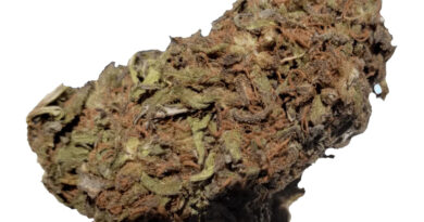 harlequin strain near me