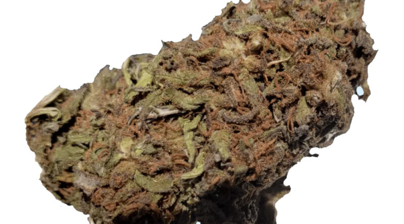 harlequin strain near me